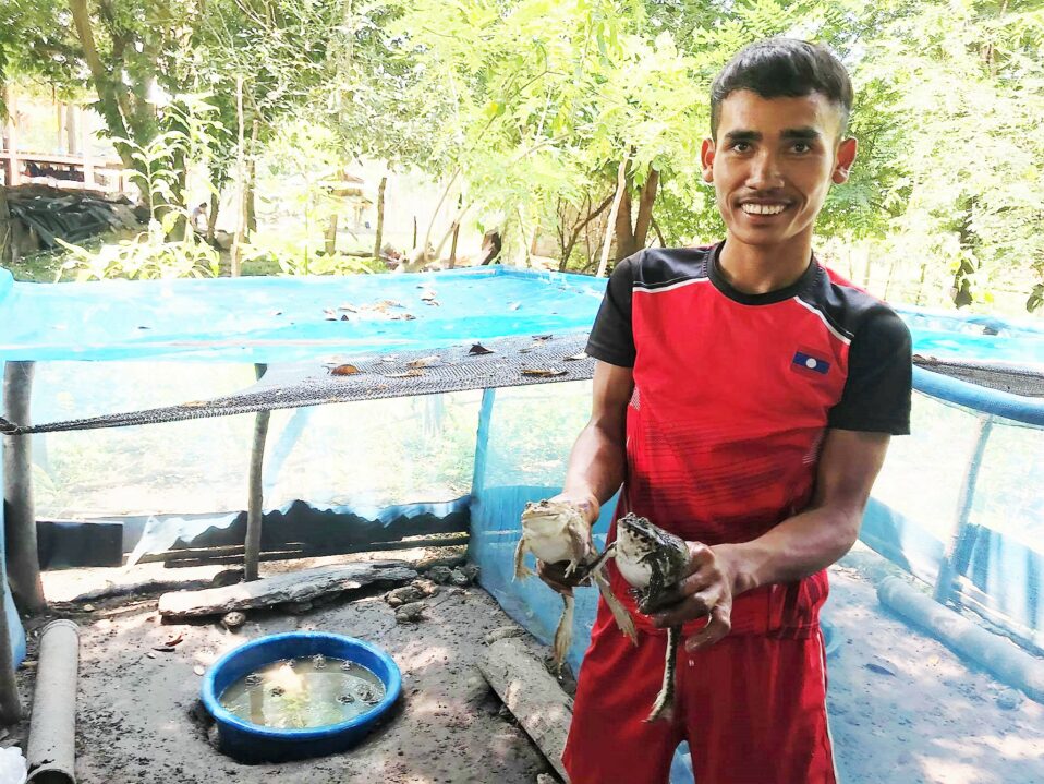 Leaping towards improved nutrition – rearing frogs in Lao PDR
